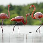 Sergey Uryadnikov/Shutterstock.com