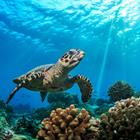 Willyam Bradberry/Shutterstock.com