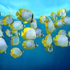 Damsea/Shutterstock.com