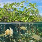 Damsea/Shutterstock.com