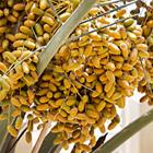 Juliya_Ka/Shutterstock.com