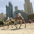 Zeynep Coskun/Shutterstock.com