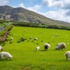 Johannes Rigg/Shutterstock.com