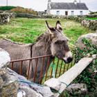 Ponderful Pictures/Shutterstock.com