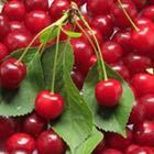 Joachim Opelka/stock.adobe.com