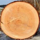 alho007/stock.adobe.com