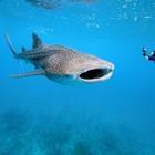 crisod/stock.adobe.com