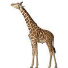 Eric Isselée/stock.adobe.com