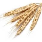 mates/stock.adobe.com